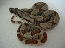 09 hypo jungle het anery poss het albino