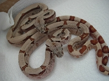 09 1.1 hypo jungles poss het albino