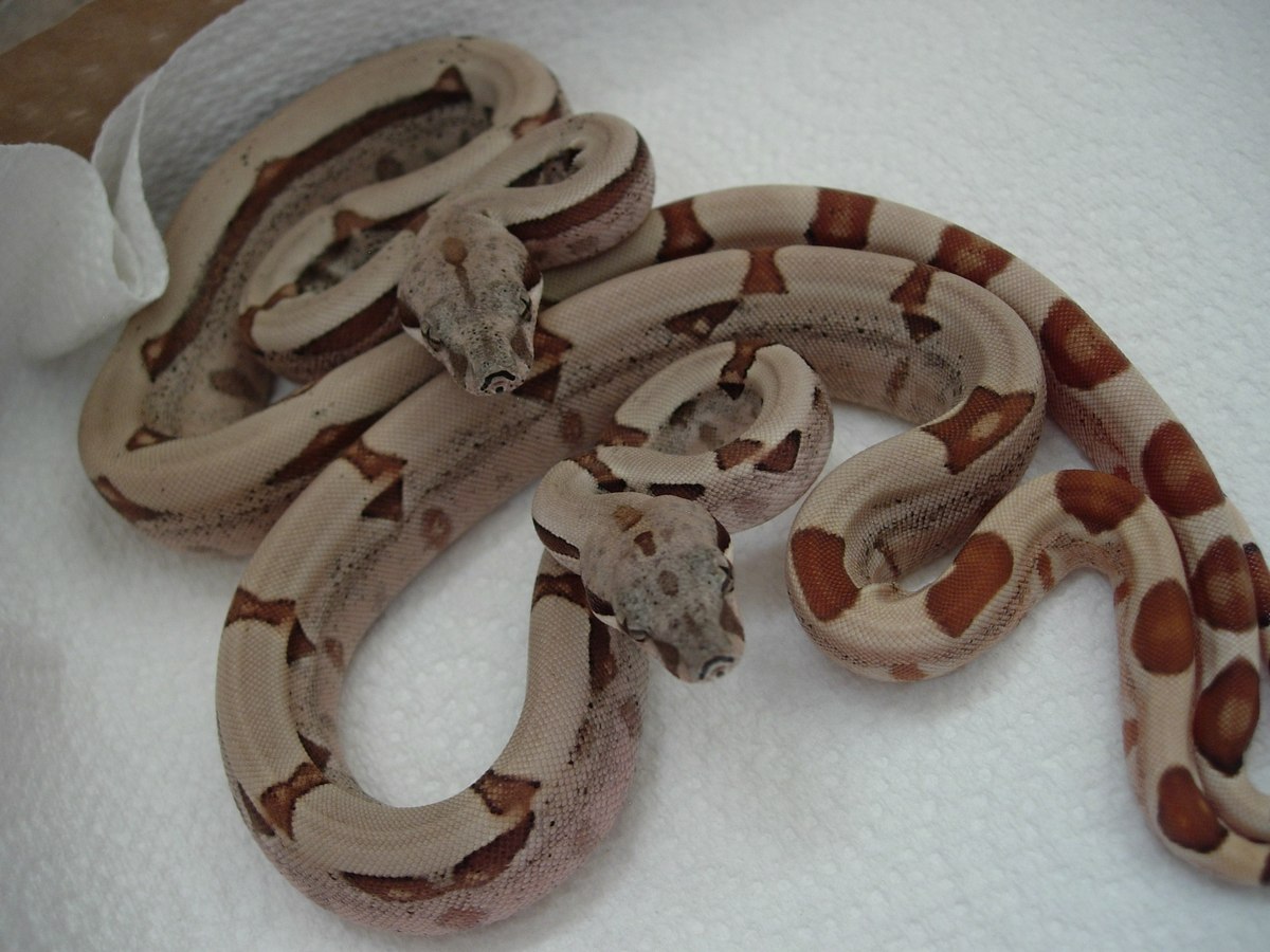 09 1.1 hypo jungles poss het albino