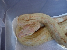 Pete Kahl 06 0.1 coral albino poss jungle