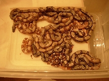 jungle litter het anery ph albino