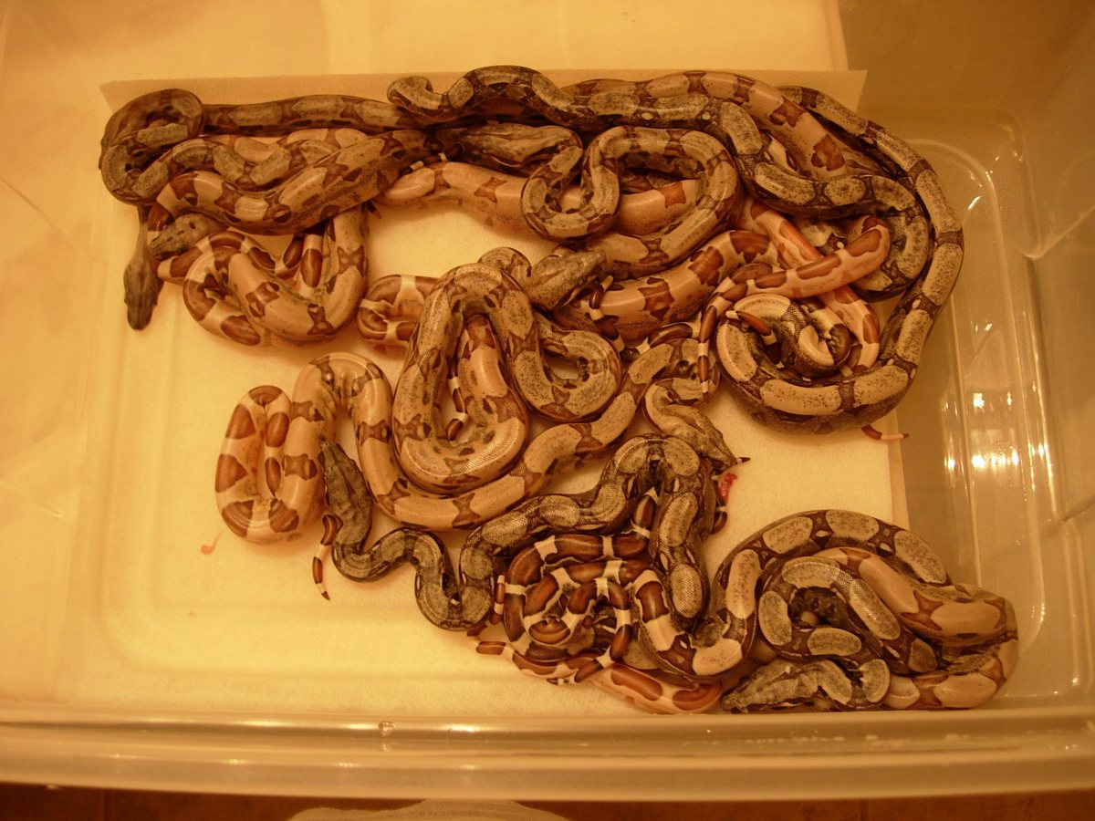 jungle litter het anery ph albino