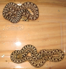 LA Co. GB's 1