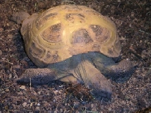 Sleepy tortoise