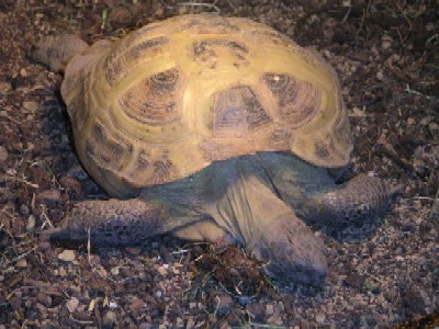 Sleepy tortoise
