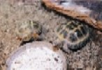 My children