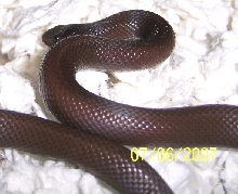CocoF1
