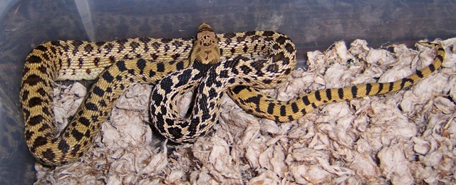 male gopher 1