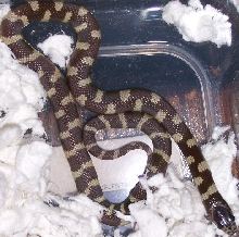 het. Ghost cal king