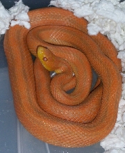 HypoGlades