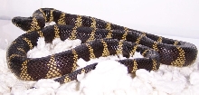 lbc-female