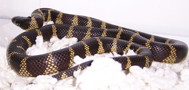 lbc-female