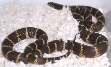 lbc-male