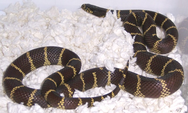 lbc-male