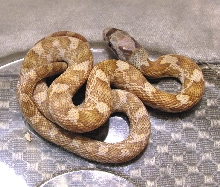 male