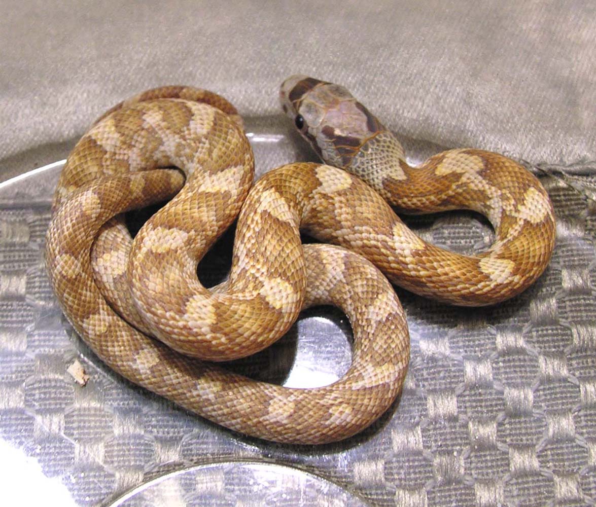 male