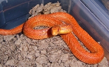 orange1