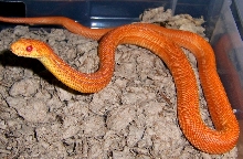 orange2