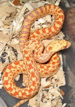 yorba female1