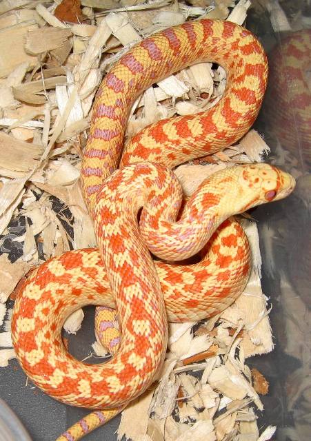 yorba female1