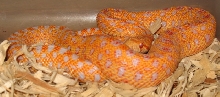 amel pacific 2