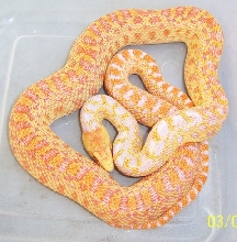 applegate female