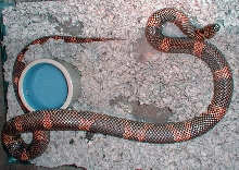 big bad goini