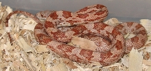 brindle blk rat2