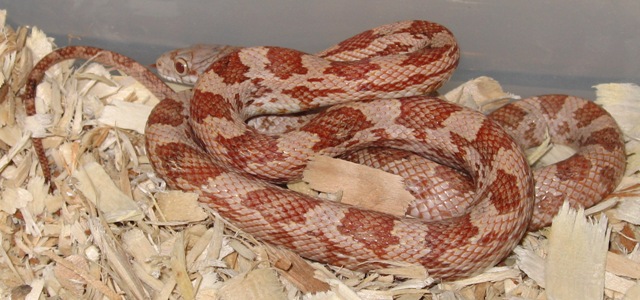 brindle blk rat2