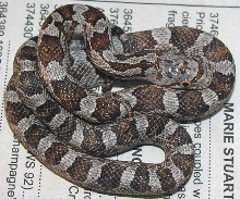 brindle female