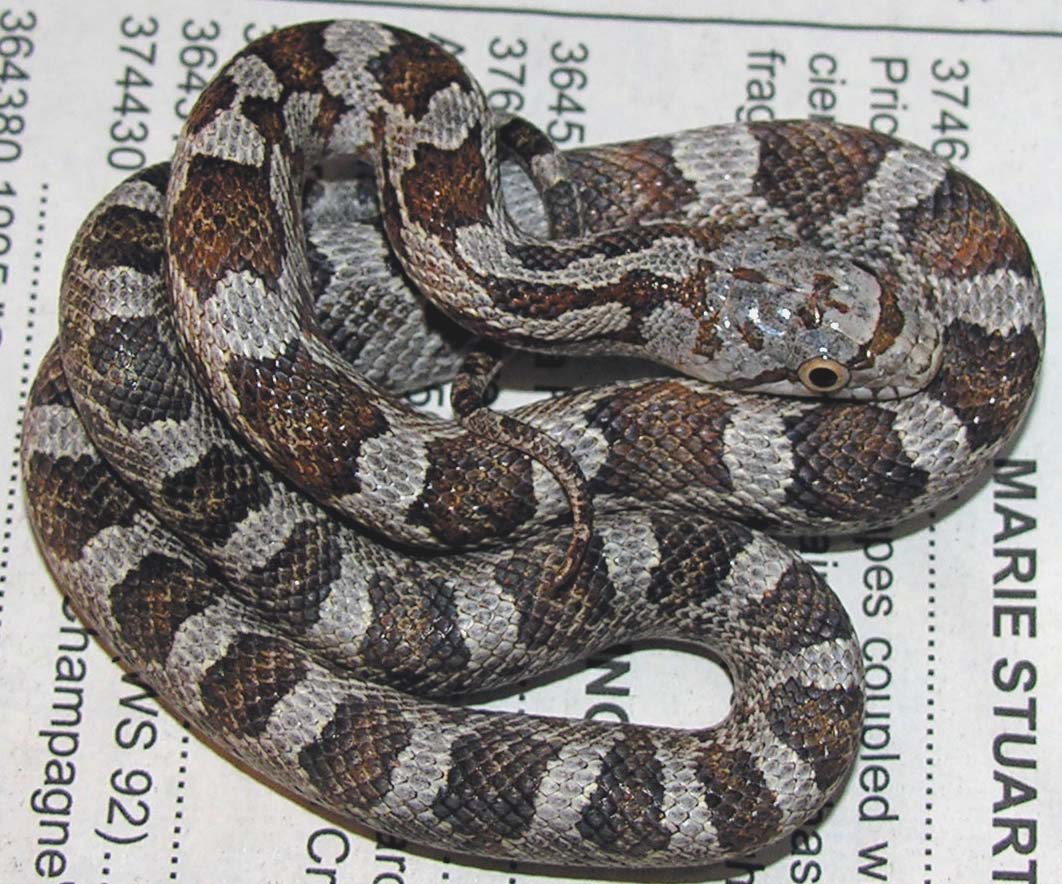 brindle female