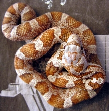brindle male