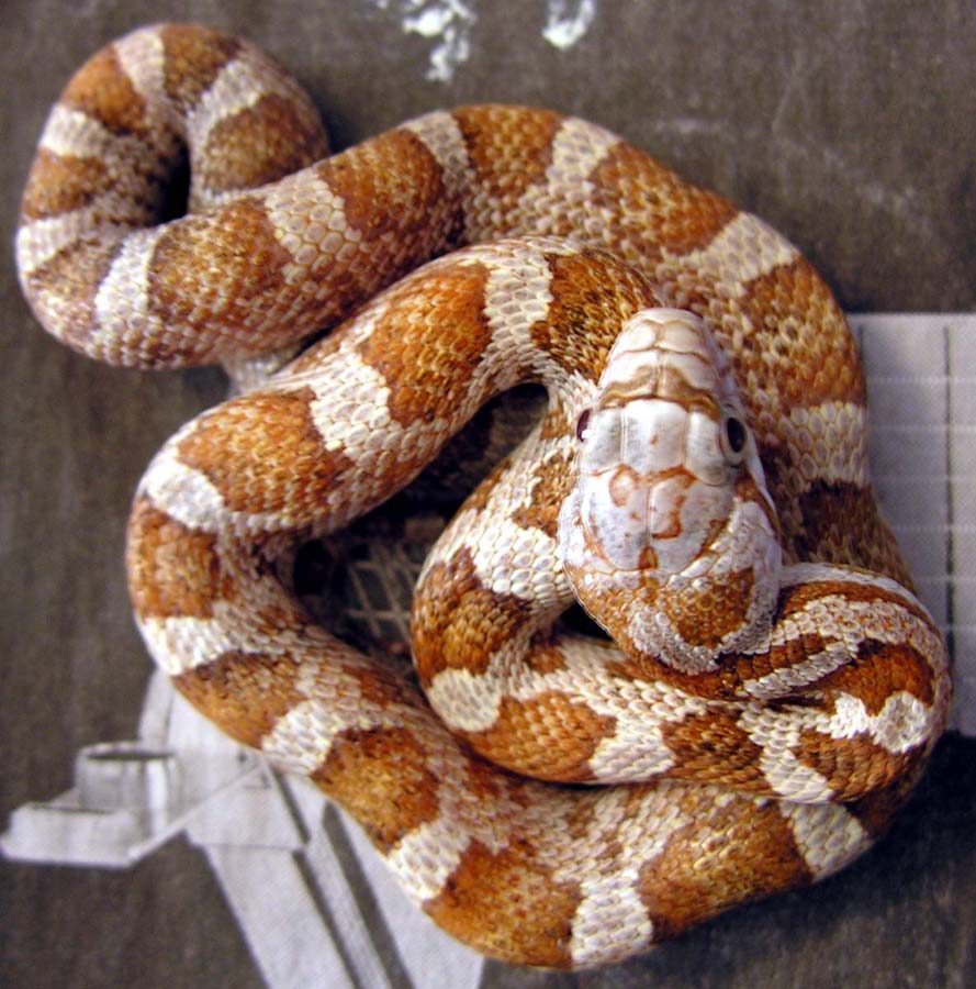 brindle male