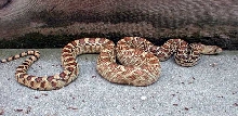 sonoran gopher