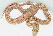 hypo glades