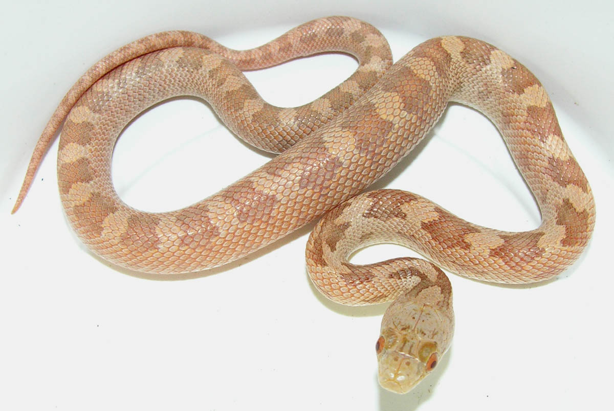hypo glades