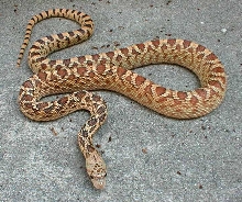 hypo sonoran