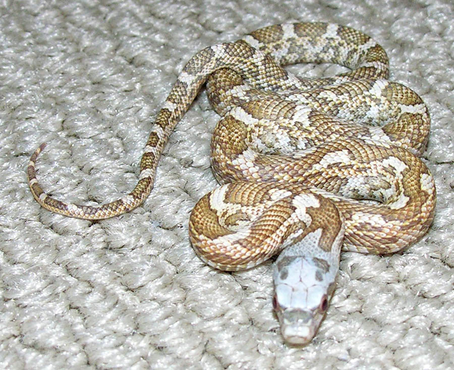 lavender TX female2