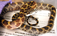 orange phase tx female