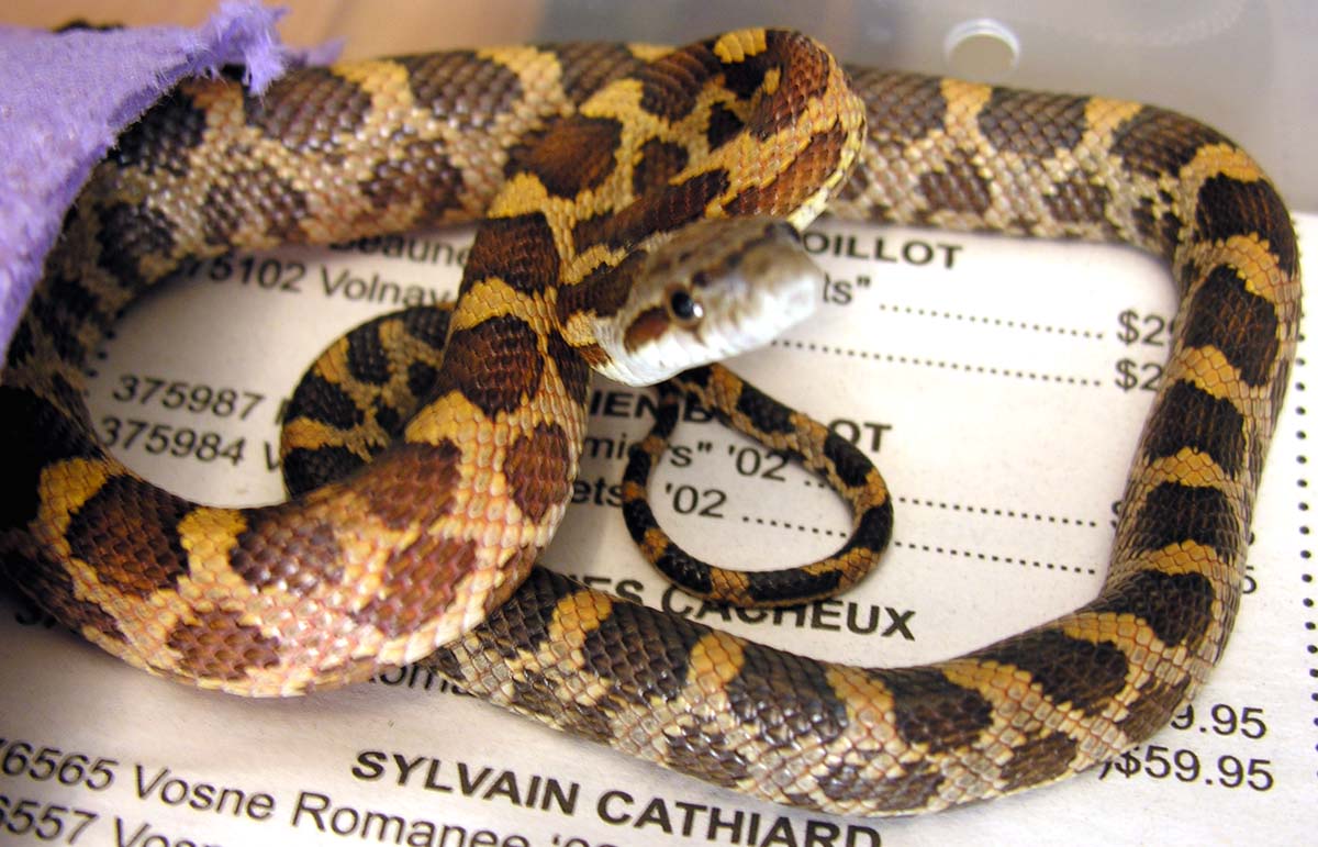 orange phase tx female