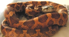 orange hypo tx