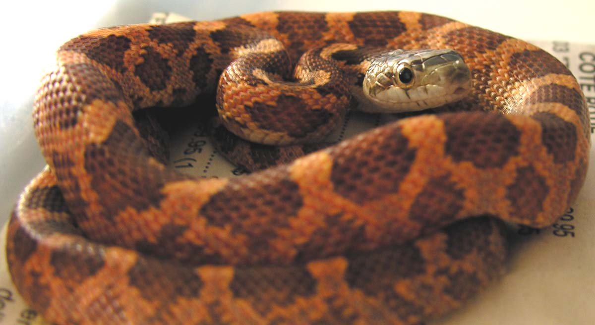 orange hypo tx