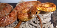 locale rosy male