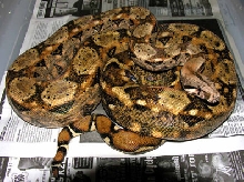 Sonoran MatriarchII