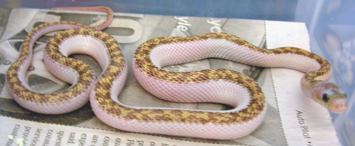 ws glades / ws blk rat cross