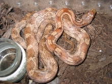 cinnanmon blk rat
