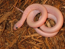 ruby eye luecistic rat snake