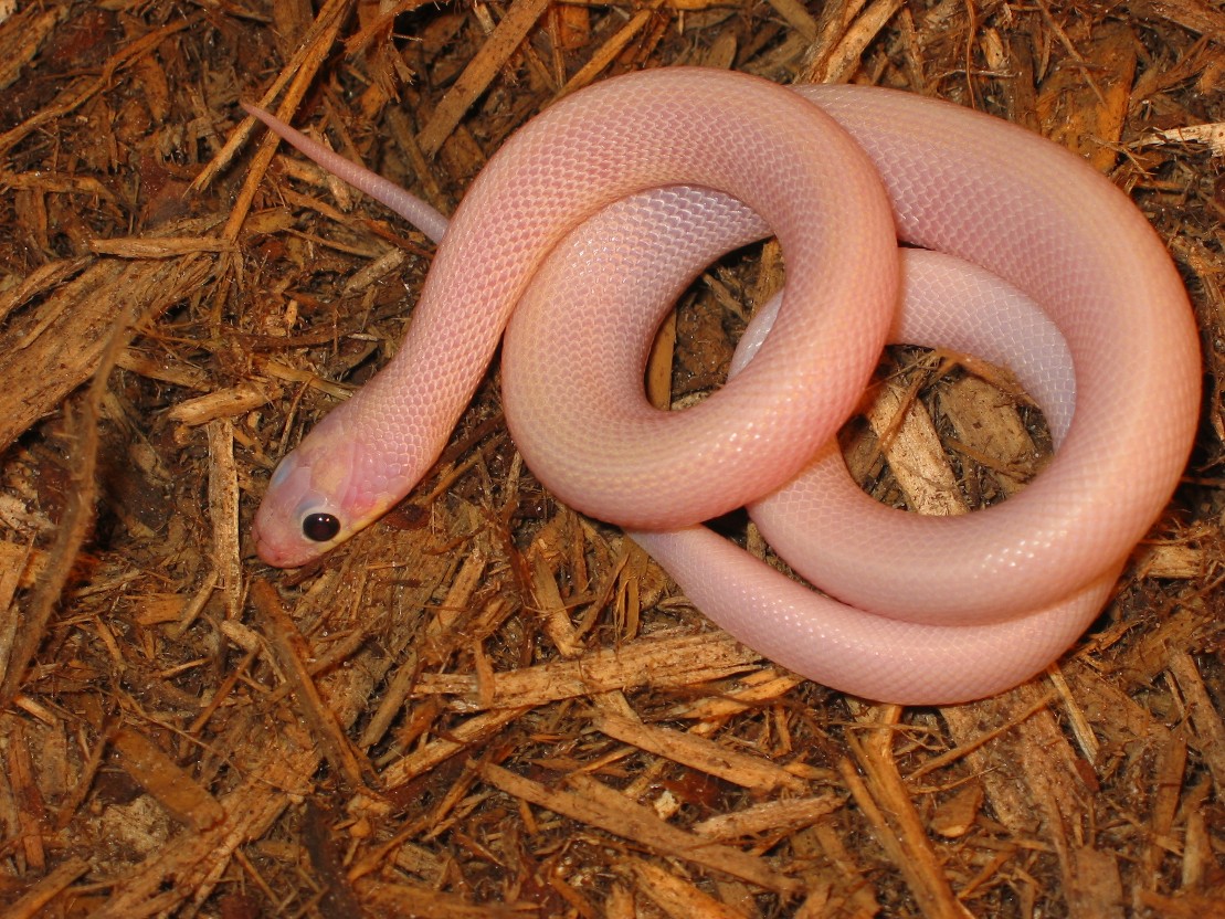 ruby eye luecistic rat snake