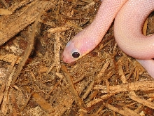 ruby eye close up