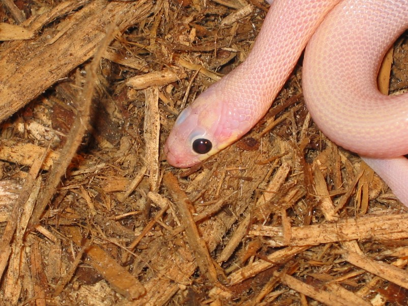 ruby eye close up